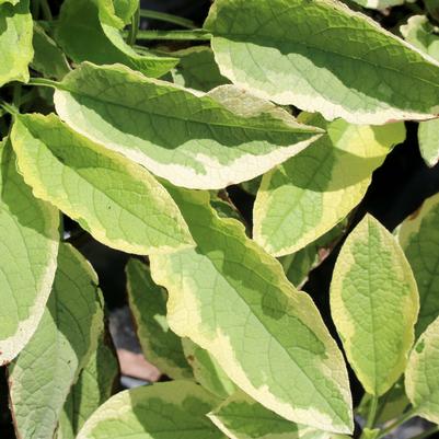 Symphytum Hidcote Variegata