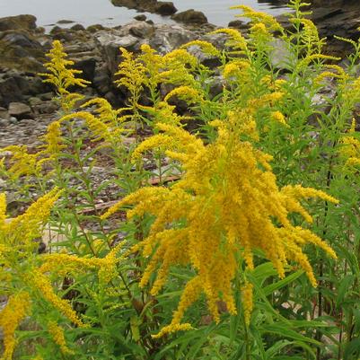 Solidago nemoralis 