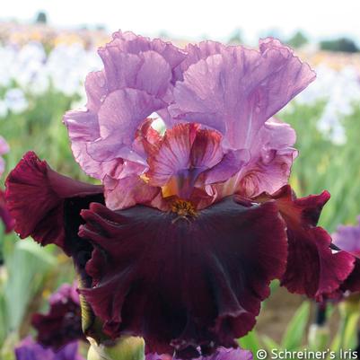 Iris germanica I Am Back