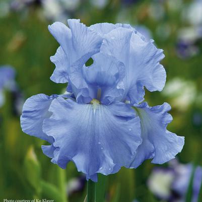 Iris germanica Open Ocean