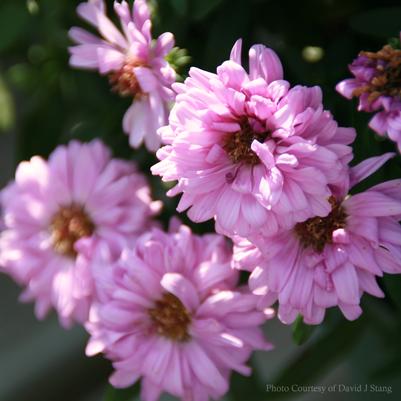 Aster (Symphyotrichum) novi-belgii Patricia Ballard