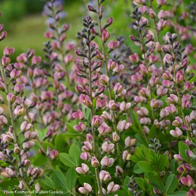Baptisia Pink Truffles