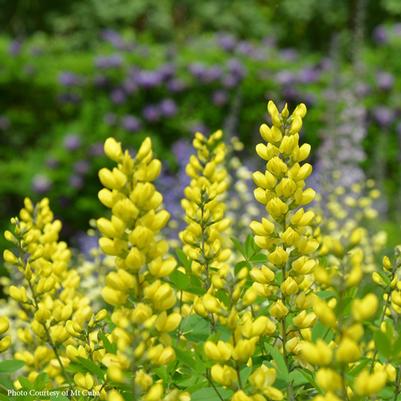 Baptisia Sunny Morning