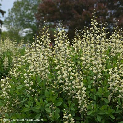 Baptisia Vanilla Cream