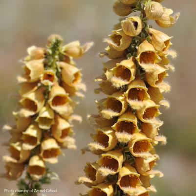 Digitalis ferruginea 