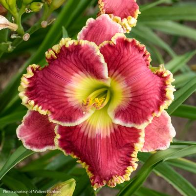 Hemerocallis Born to Run