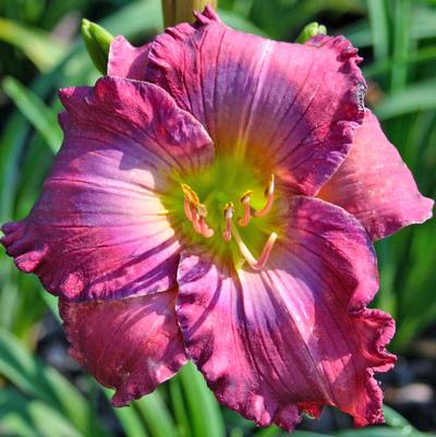 Hemerocallis Lavender Blue Baby