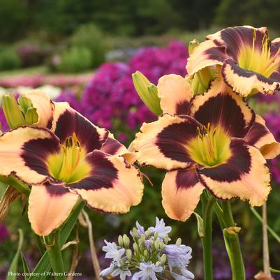 Hemerocallis Inkheart