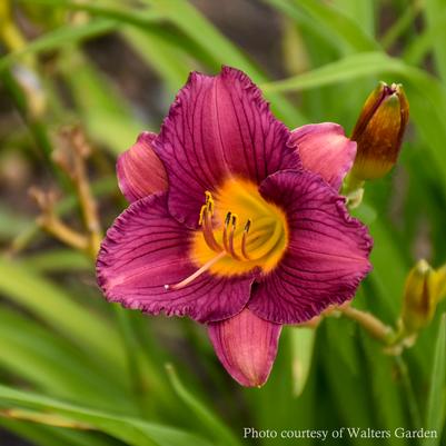 Hemerocallis Purple D'Oro