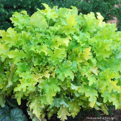 Heuchera Lime Marmalade