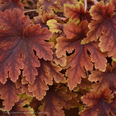 Heucherella Copper King