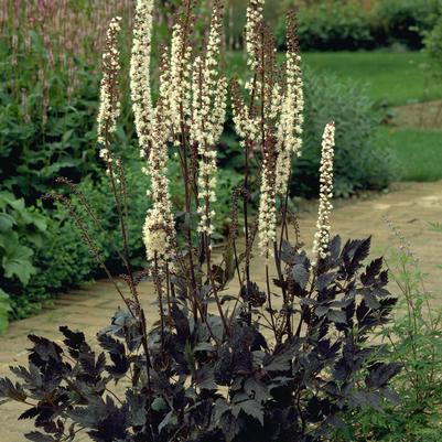 Cimicifuga (Actaea) racemosa Brunette