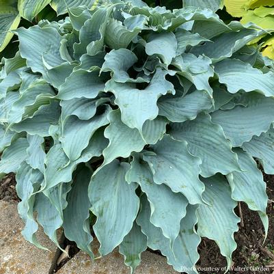 Hosta Dancing with Dragons