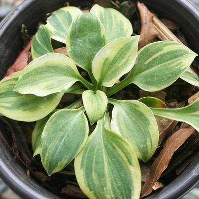 Hosta Hope