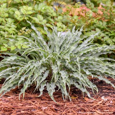 Hosta Silly String