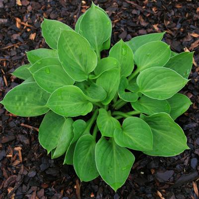 Hosta Teaspoon