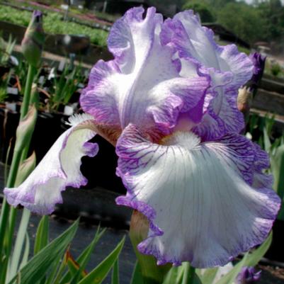 Iris germanica Earl of Essex