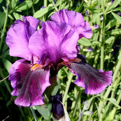 Iris germanica Pagan Dance