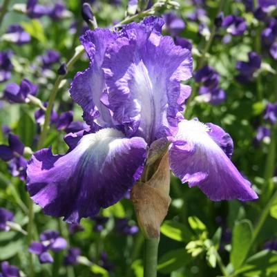 Iris germanica Stellar Lights