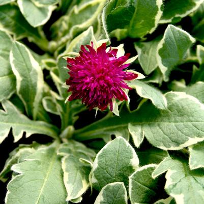 Knautia macedonia Thunder and Lightning