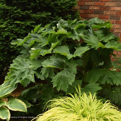 Ligularia Tractor Seat