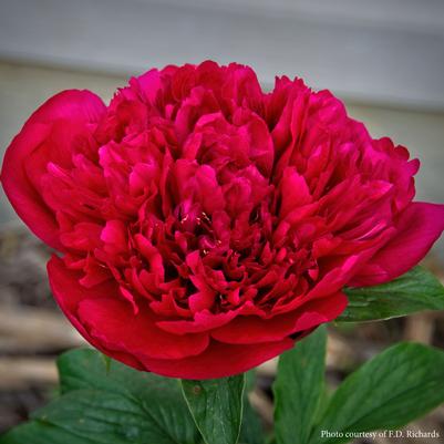 Paeonia lactiflora Many Happy Returns