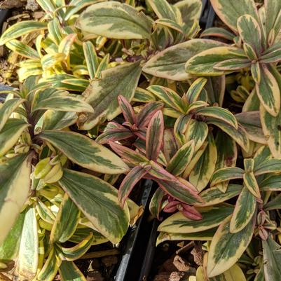 Phlox divaricata Blue Ribbons