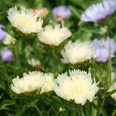 Stokesia laevis Mary Gregory