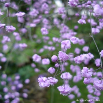 Thalictrum delavayi Hewitt's Double