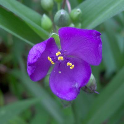 Tradescantia virginiana 