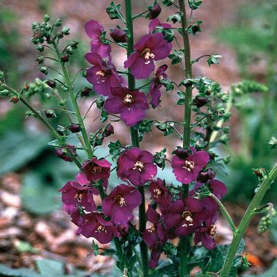 Verbascum phoeniceum Violetta