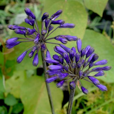Agapanthus Back in Black africanus Back in Black