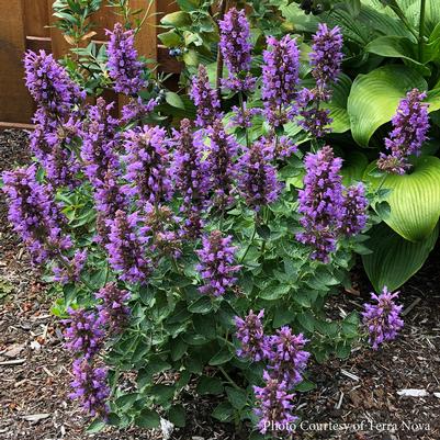 Agastache Poquito Dark Blue