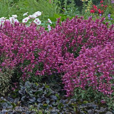 Agastache Rosie Posie