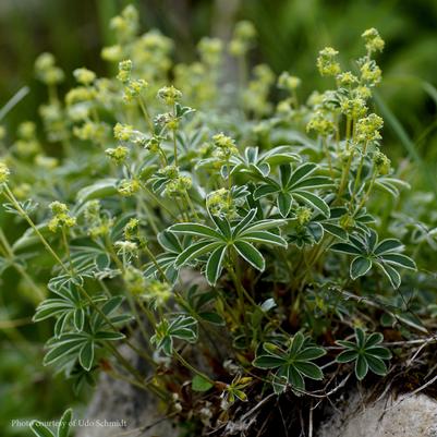 Alchemilla alpina 