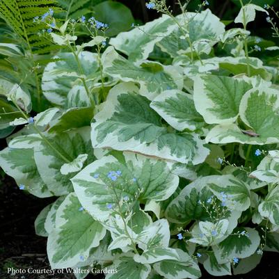 Brunnera macrophylla Variegata
