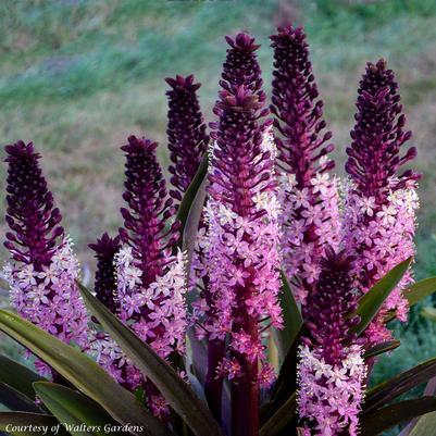 Eucomis comosa Safari Adventure