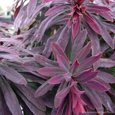Euphorbia amygdaloides Ruby Glow