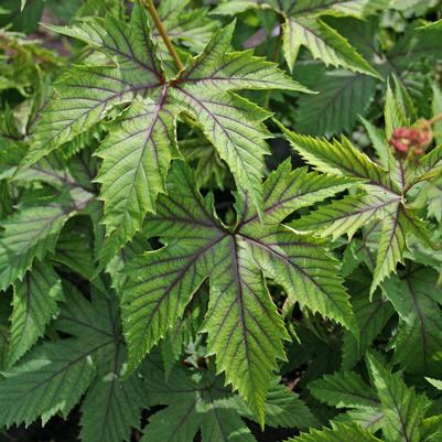 Filipendula Red Umbrellas