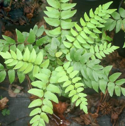 Cyrtomium fortunei 