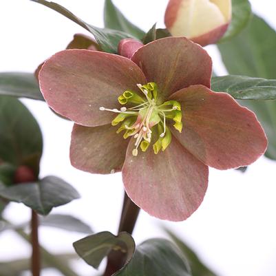 Helleborus ballardie Merlin