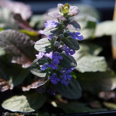 Ajuga reptans Bronze Beauty