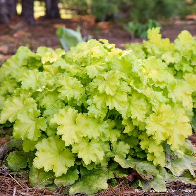 Heuchera Lemon Love