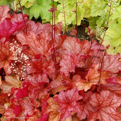 Heuchera villosa Paprika