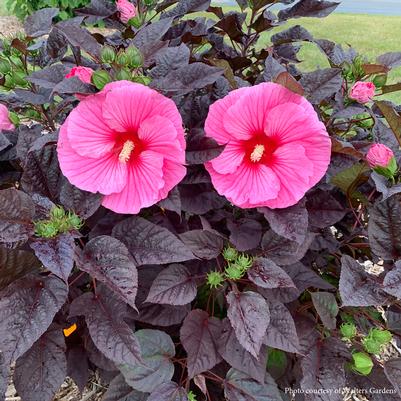 Hibiscus moscheutos Edge of Night