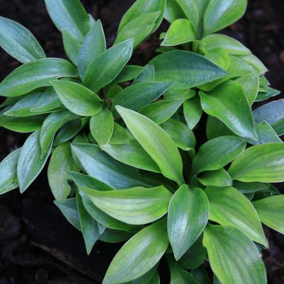 Hosta Plug Nickel