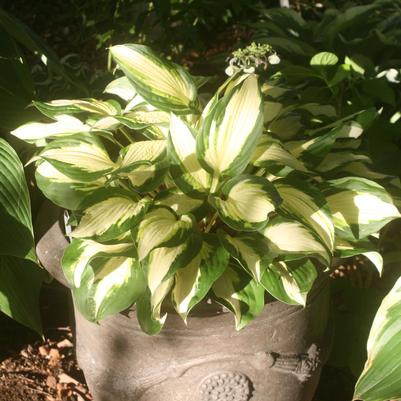 Hosta Vulcan