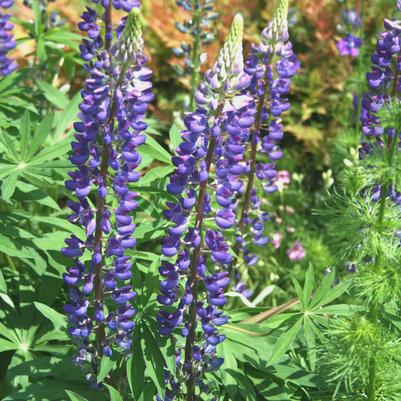 Lupinus perennis ssp. unknown 