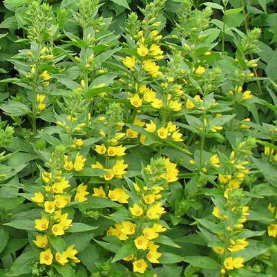 Lysimachia punctata 