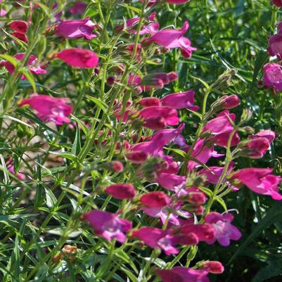 Penstemon mexicali Red Rocks